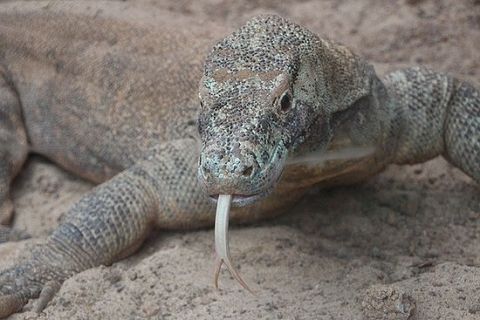 【生物】世界最大のトカゲのコモドドラゴン、歯を鉄のコーティングで強化、爬虫類で初の発見