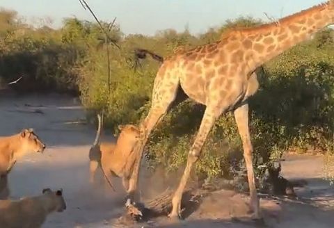 【動画】キリン、ライオンに狩られてしまう