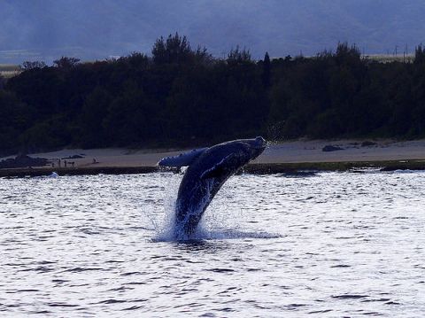 【閲覧注意】クジラの口、思ってたのと違うwwwwwwwwwww(画像あり)