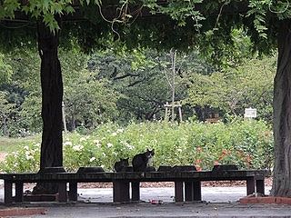 【愕然】野良猫に一口だけチャオちゅーる食わせた結果・・・・・・・・・・・・・・