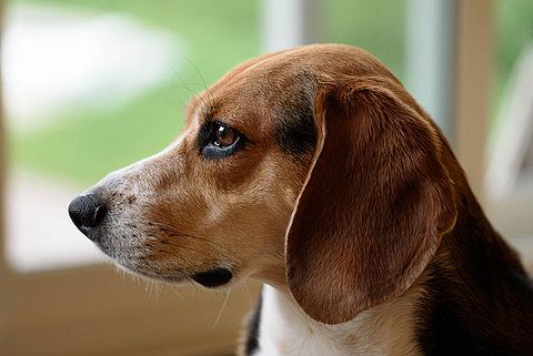 「台風のため外飼いの犬を家に入れよう」というのをSNSで見て、昔、母に内緒で犬を家に入れたことを思い出した。