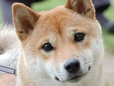 【マジ?】犬は“小型犬の方が賢い”とされる研究結果が発表される