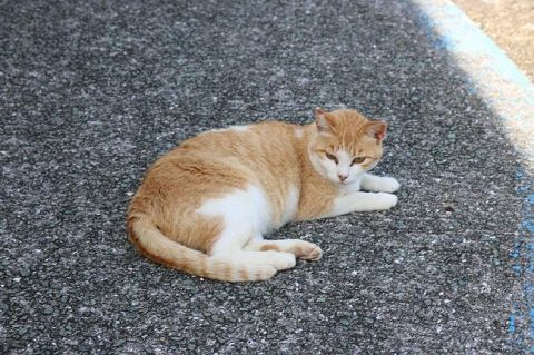 【速報】猫の島、逝きそうだと話題に。