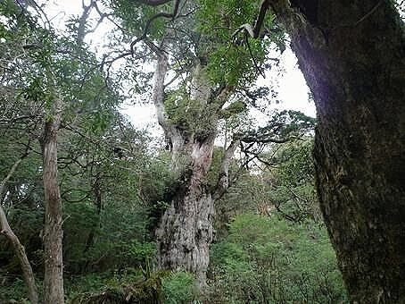 【超速報】鹿児島の世界遺産、ガチで逝くwwwwwww