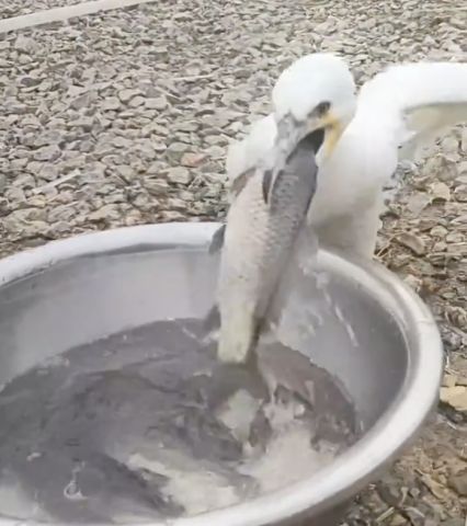 【朗報】鳥さん、無限に魚を食えるwwwwwwwwwwwwww