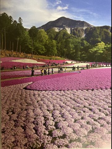 【画像】町起こししたいなぁ…せや!花植えまくって花畑作ったろ!→結果wwwwwwwwwwwwwwww