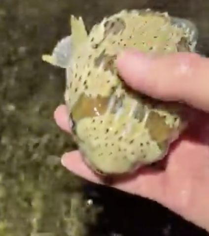 【動画】ペットの魚、ガチで人懐っこいwwwwwwwwwww