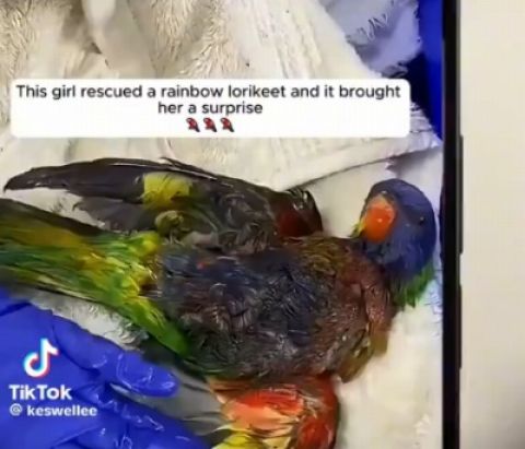 【動画】怪我してたインコをうっかり助けてしまった女性の末路www