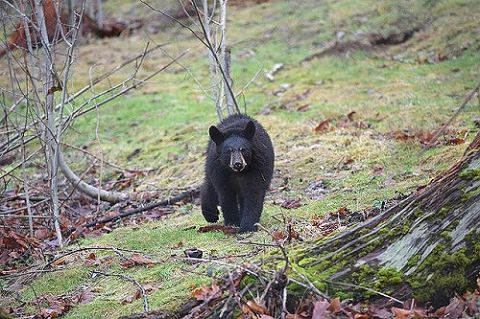 【画像】赤ちゃんを抱いたママさん、クマに遭遇するも蹴って追い返すwwwww