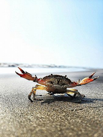 【悲報】日本の漁師「カニだああああ獲り尽くすぞおおおお!」ノルウェー「管理しっかりしたら漁獲量2倍になっちゃいましたw」