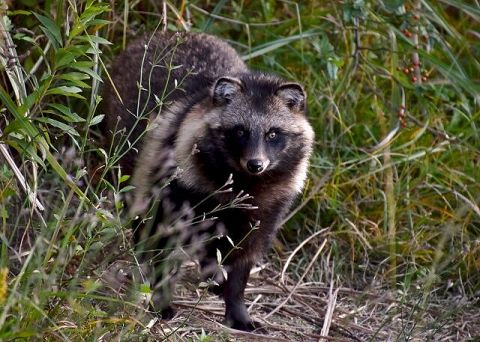 新型コロナウイルスの起源、中国武漢市のタヌキである可能性