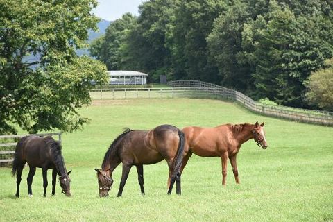 【悲報】 競走馬育成牧場のX「36歳無職が母親同伴で面接に来たから晒したろwww」