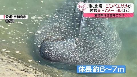 岩松川に現れたジンベエザメ死ぬ⋯⋯10月まで海遊館で飼育していた個体と判明